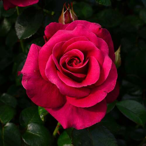 grandmas-rose-bush-rose-6l-image1-82516