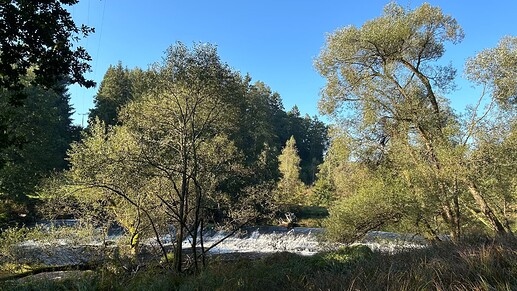 River in the Bavarian Forest