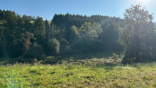 Bavarian Forest