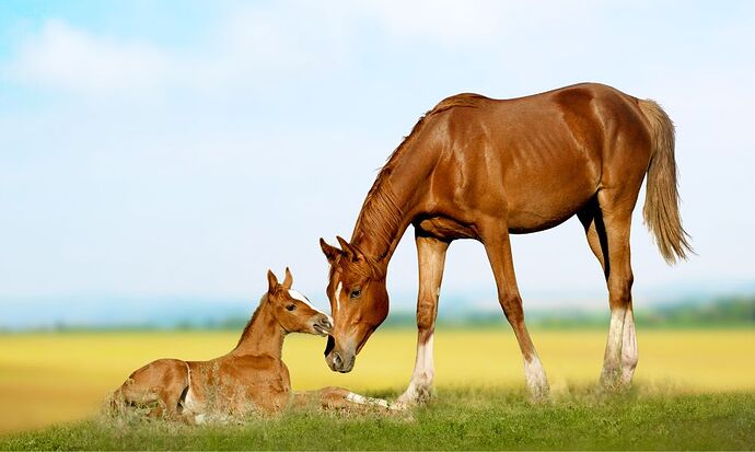 Mommy Horse with Kiddie Horse