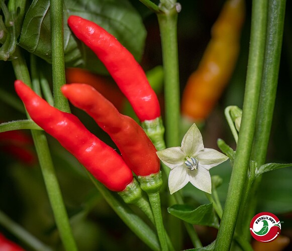 Double Red Pepper