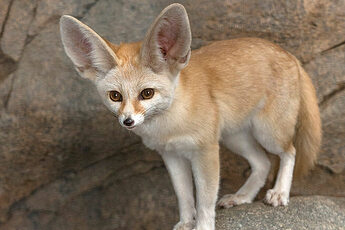fennec_fox_0-2628917940