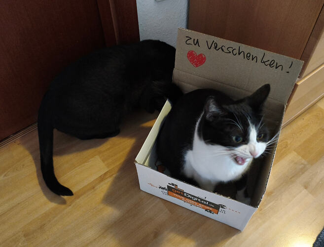 A black and white cat is sitting in a box with the words "zu verschenken!", while another black cat is nearby. (Captioned by AI)