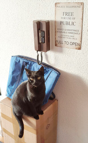 A black cat sits on cardboard boxes beneath a vintage police telephone sign. (Captioned by AI)