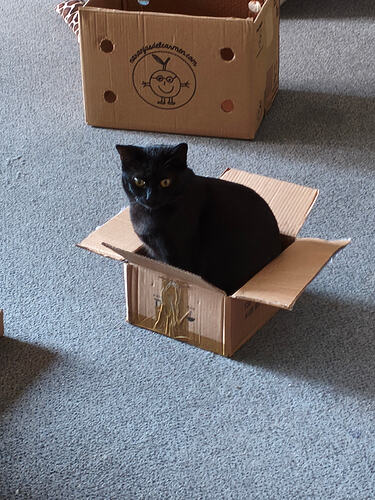 A black cat is sitting snugly in a small cardboard box on a carpeted floor. (Captioned by AI)