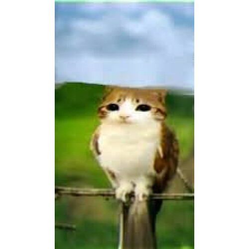 meows