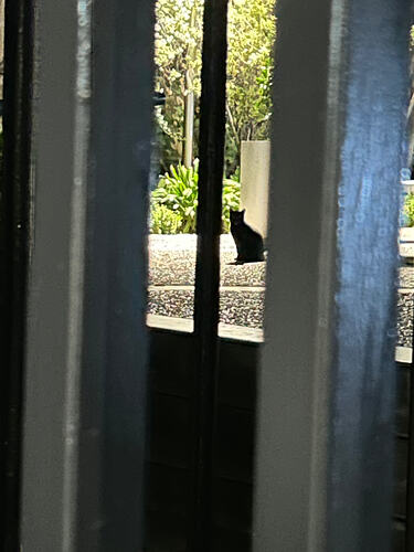 It’s just staring at me… menacingly!