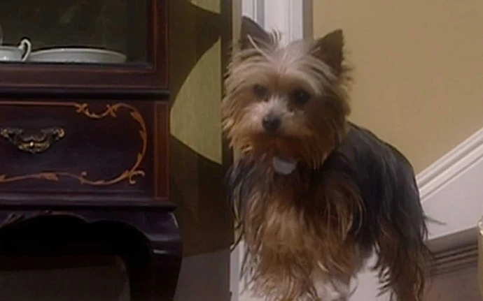 Rose_The_Dog
