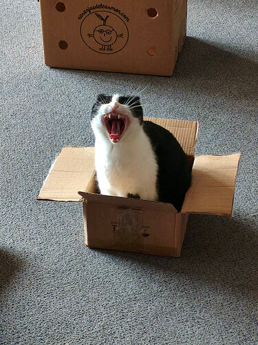 A black and white cat is sitting in a small cardboard box, yawning widely. (Captioned by AI)