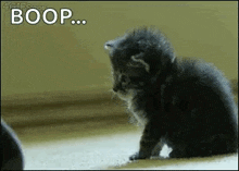cat-kitten
