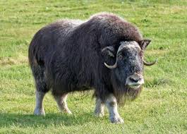 A Musk Ox