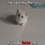Wulfie